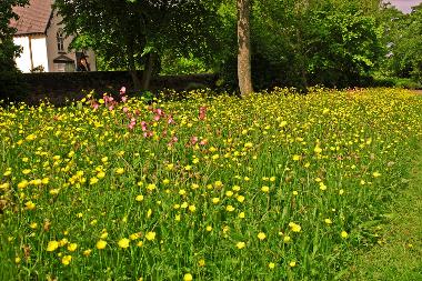 Wild flowers