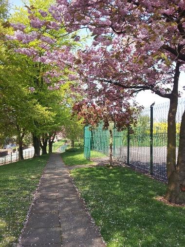 Bankes park blossom tree