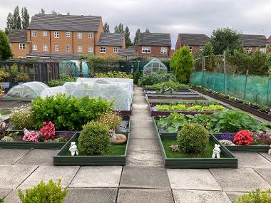 Allotment plot 2